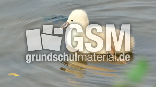 Höckerschwanküken (25).jpg